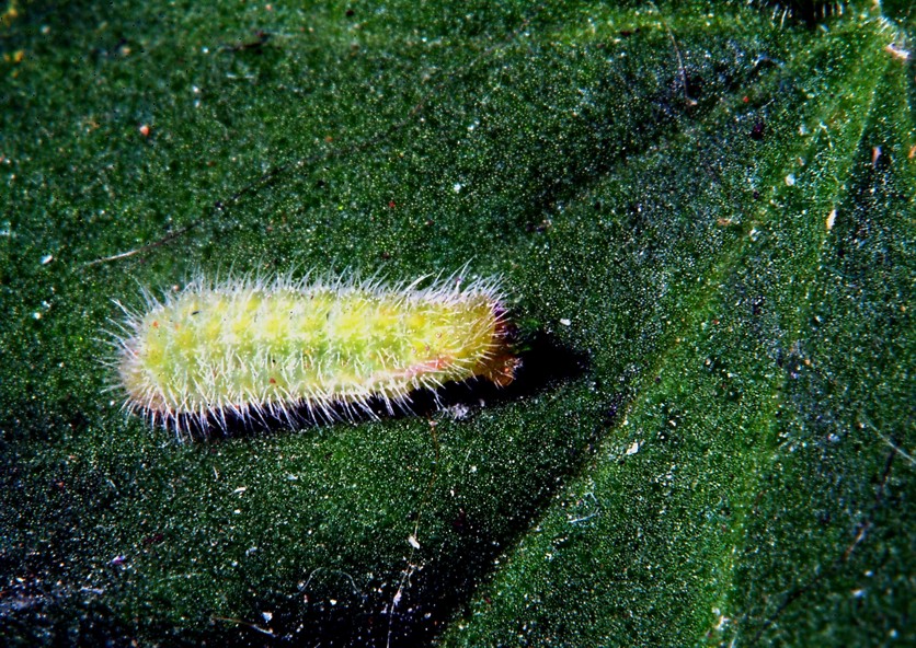 Ancora Cacyreus marshalli